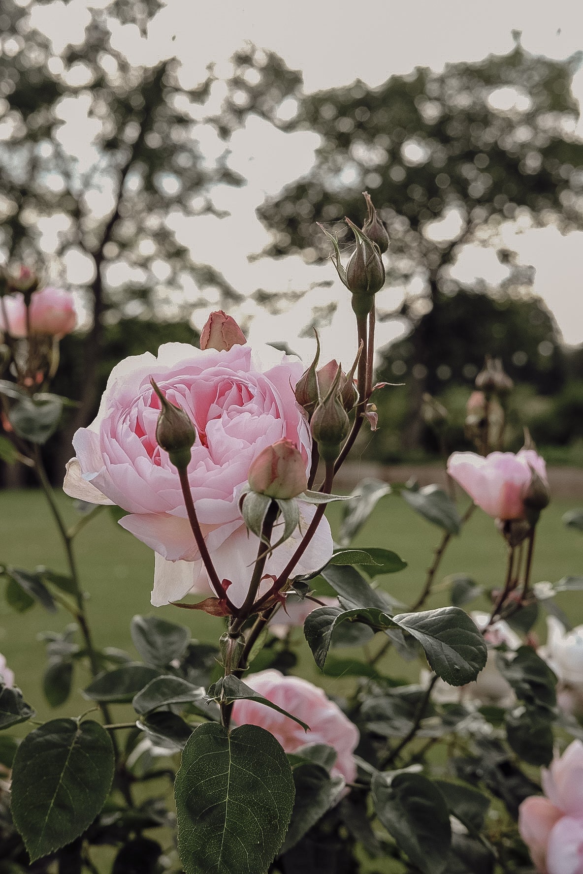 LIMITED EDITION : ‘Hermione’ Scented Candle